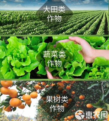 海藻肥“安豐樂-海藻素” 強力促生根壯苗、防病害與合成技術研發